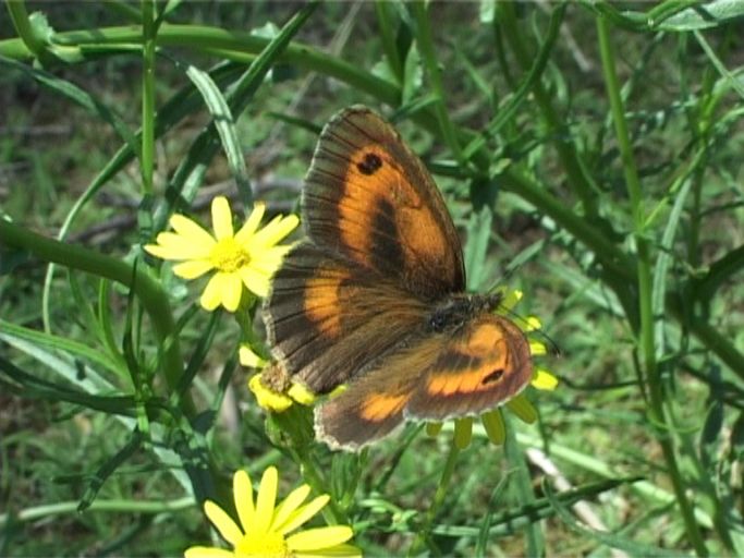 Rotbraunes Ochsenauge ( Pyronia tithonus ), Männchen : Brüggen, Brachter Wald, 16.07.2009